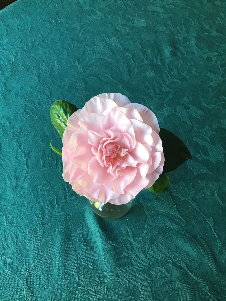 Unknown hybrid